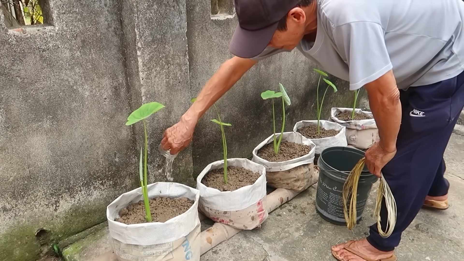 Grow Taro Organically at Home