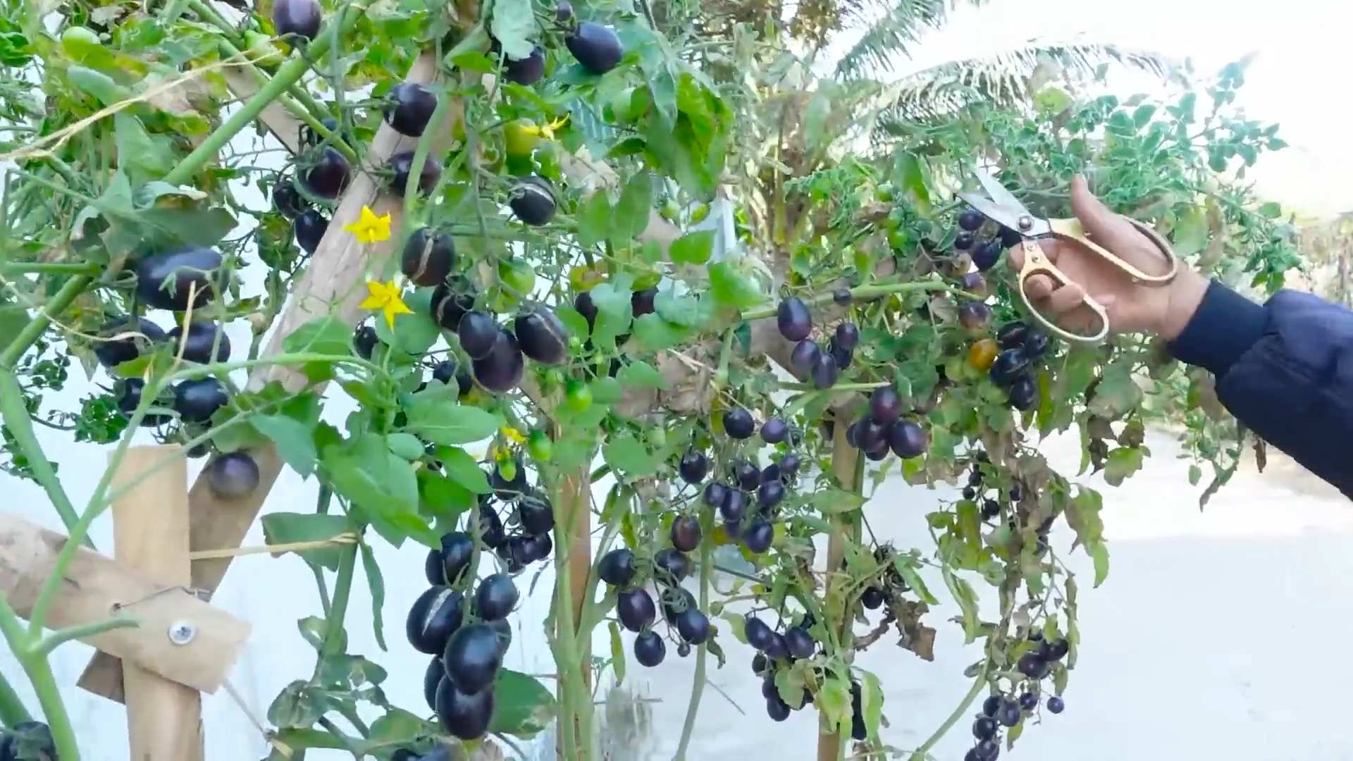 Tomatoes in Pots