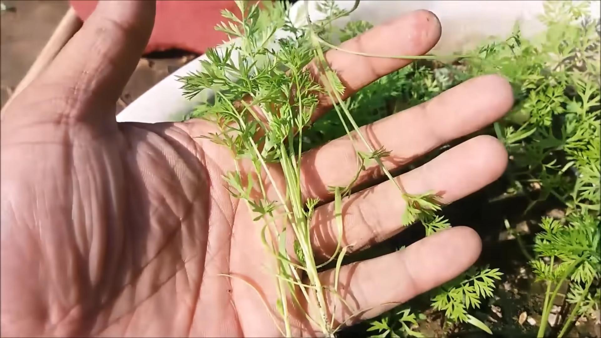 Planting Carrots at Home