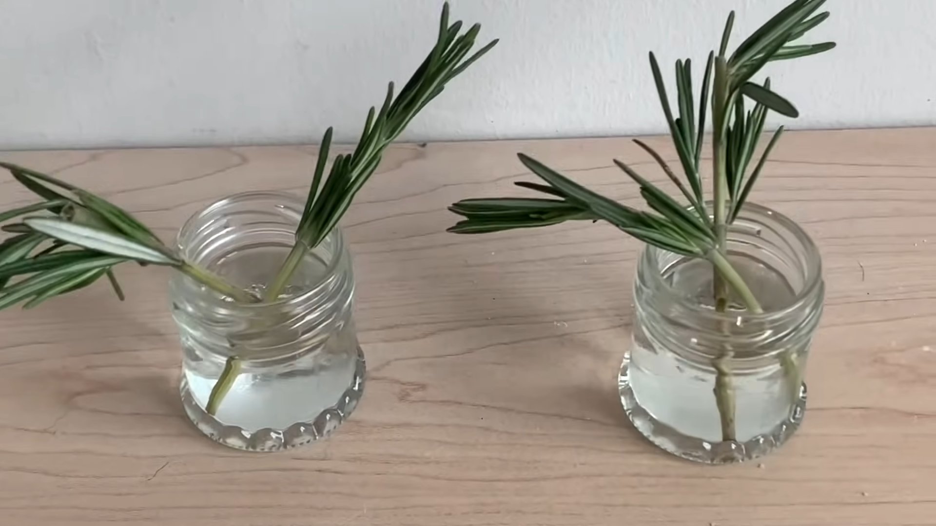 Indoor Rosemary Growing