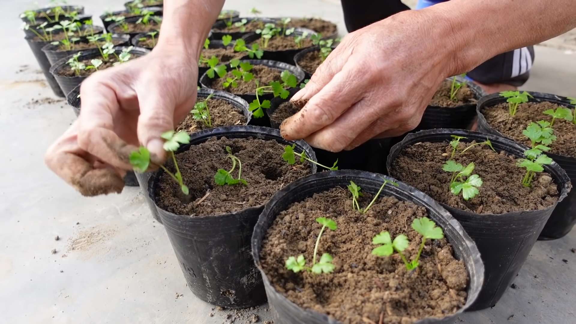 Grow Celery at Home