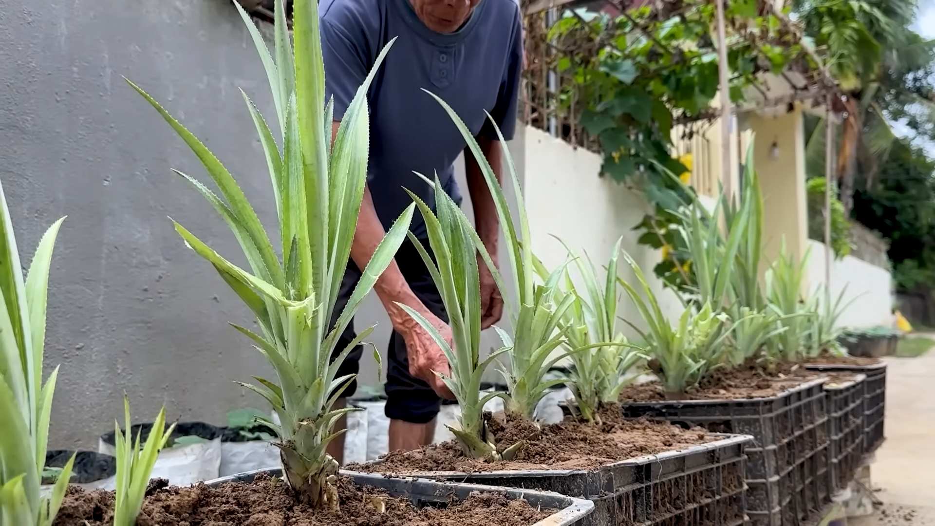 Plant Pineapples at Home