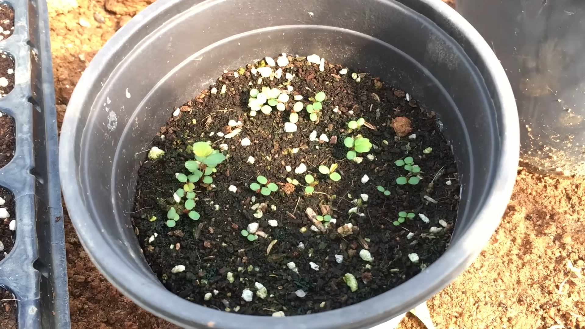 Growing Strawberries from Seed