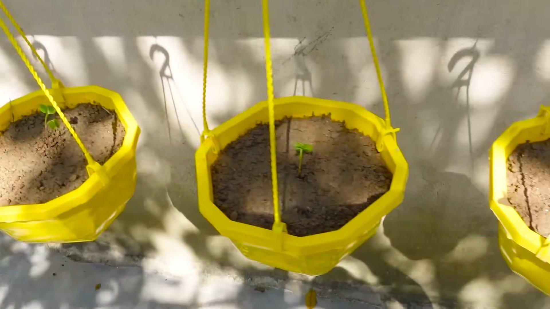 Grow Pink Radishes in Pots