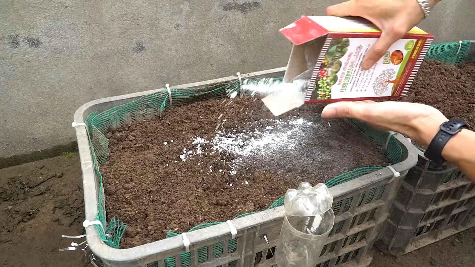 Grow Eggplants at Home Easily