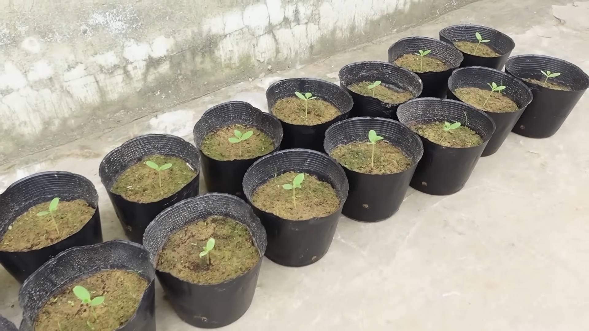 Kohlrabi Home Planting Beginners
