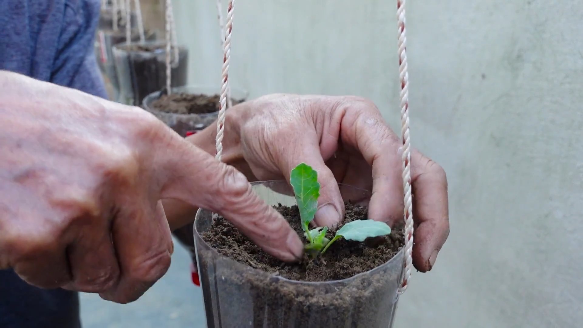 Kohlrabi Planting Guide