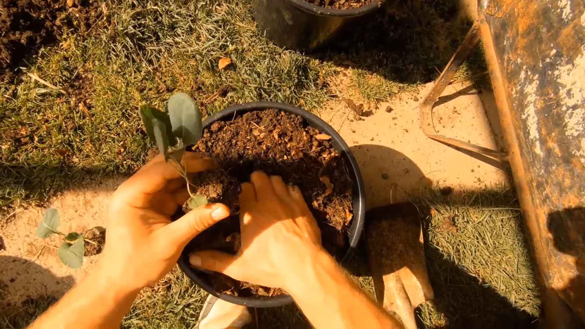 Growing Brussel Sprouts Small Space