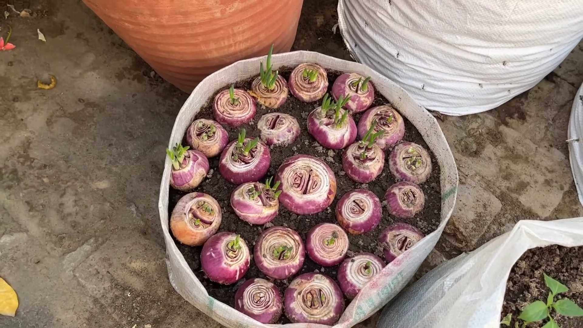 Grow Onions Easily