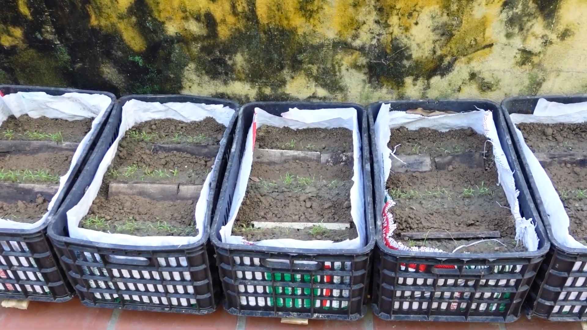 Grow More Carrots at Home