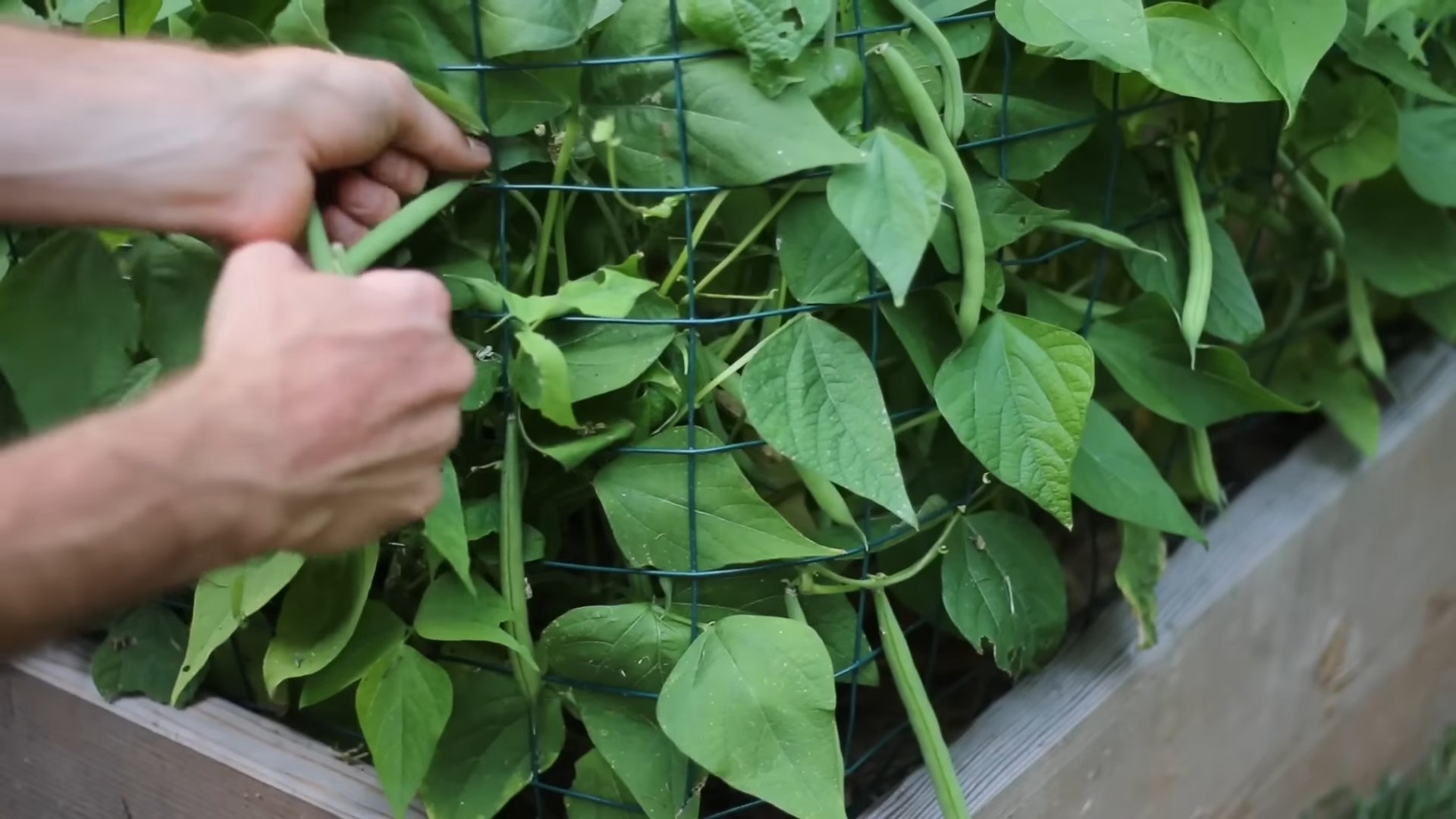 Grow Bush Beans Easily