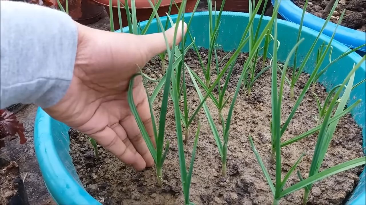 Harvesting broccoli backyard