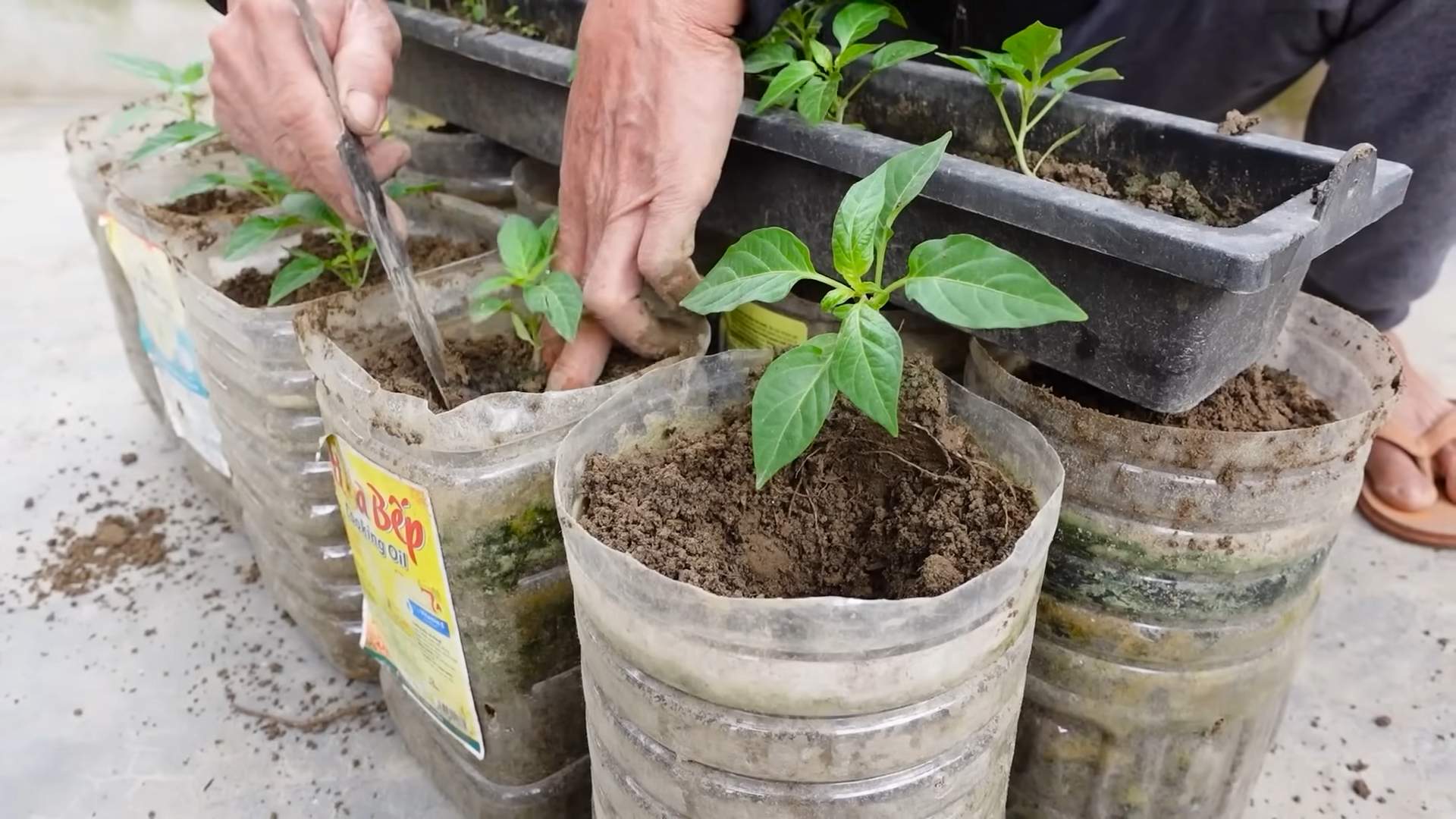 Grow Chili Peppers