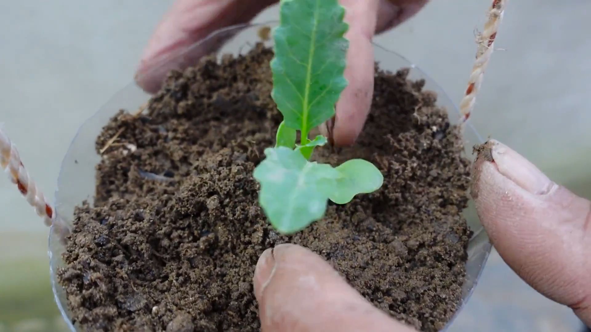Grow Taro at Home