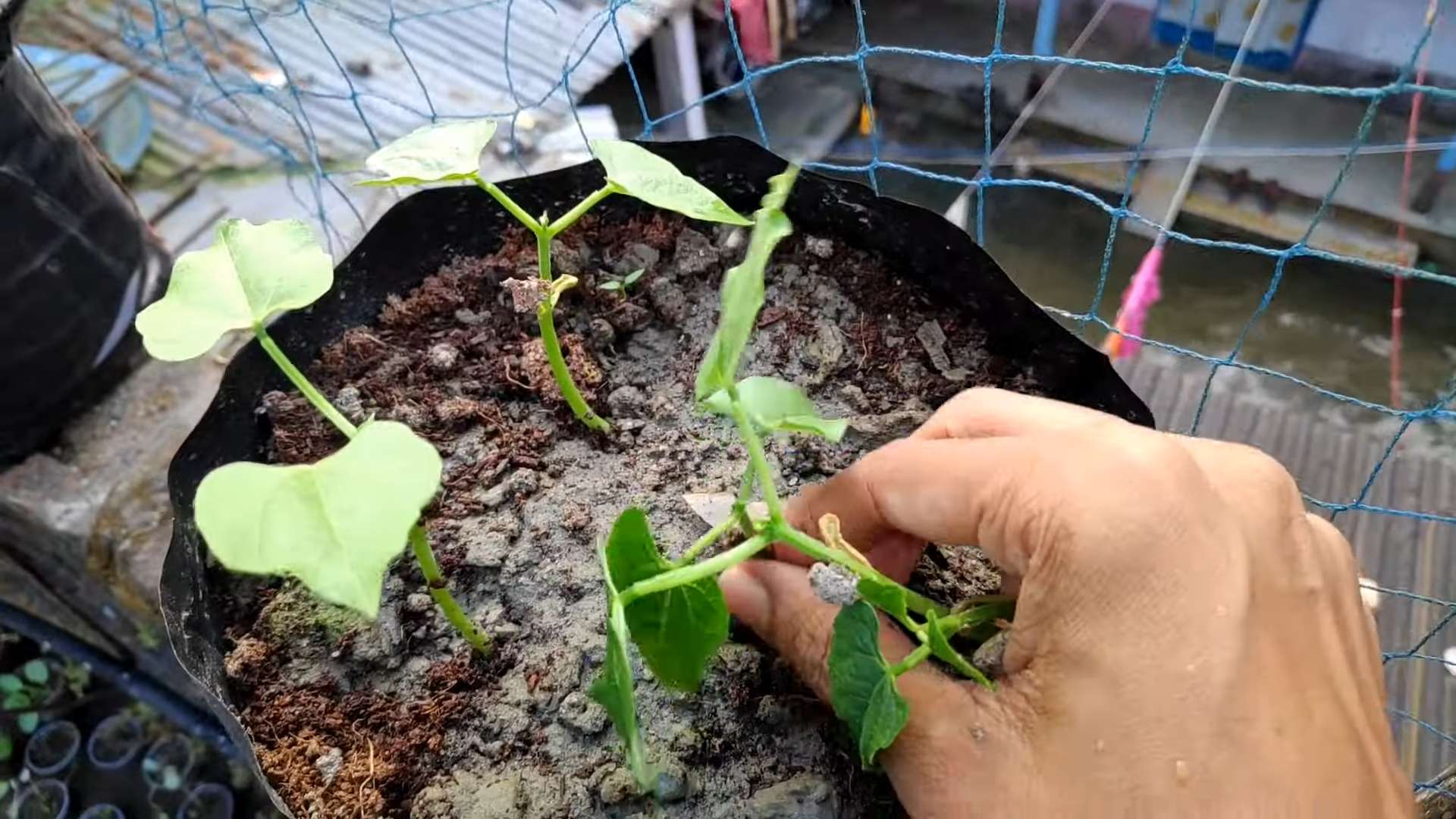 Grow French Beans Indoors
