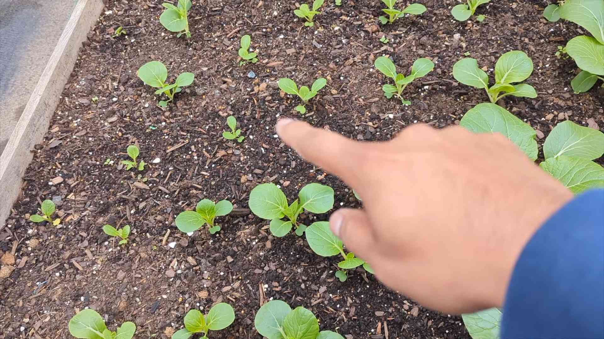 Grow Bok Choy