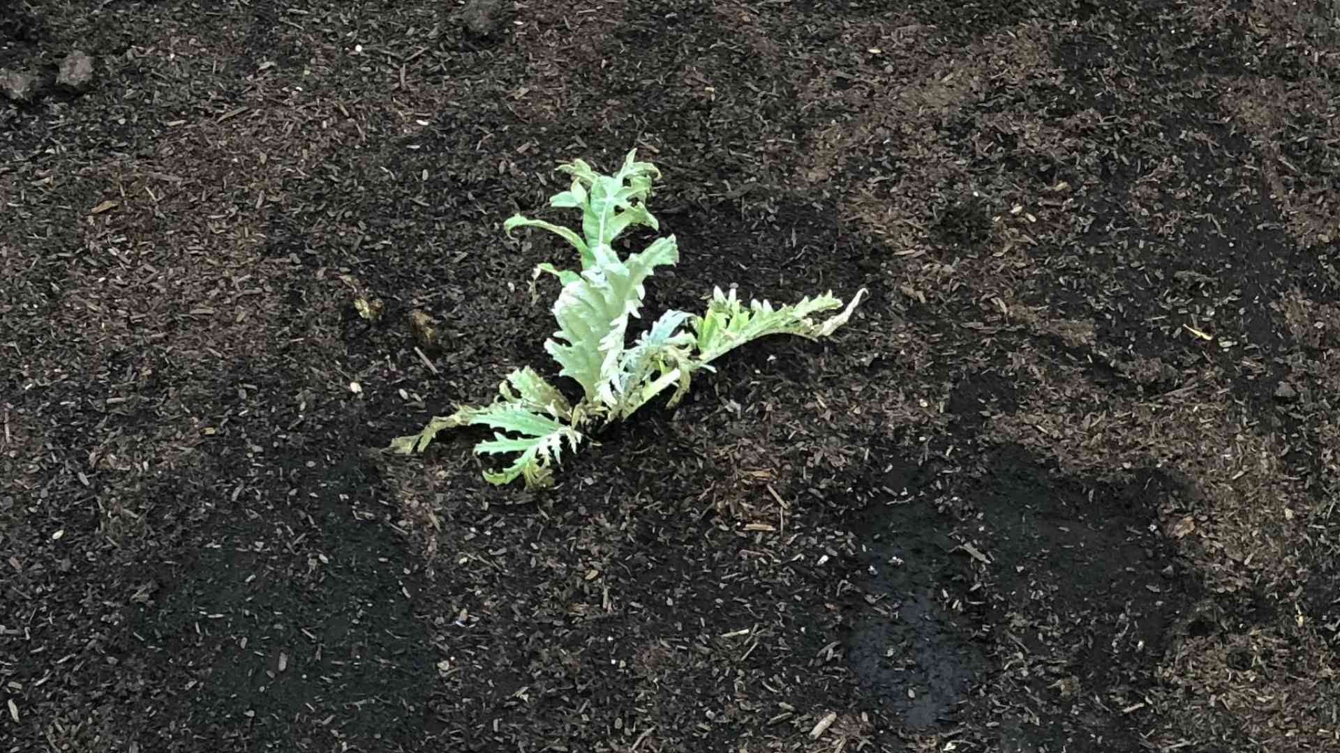 Grow Artichokes Guide