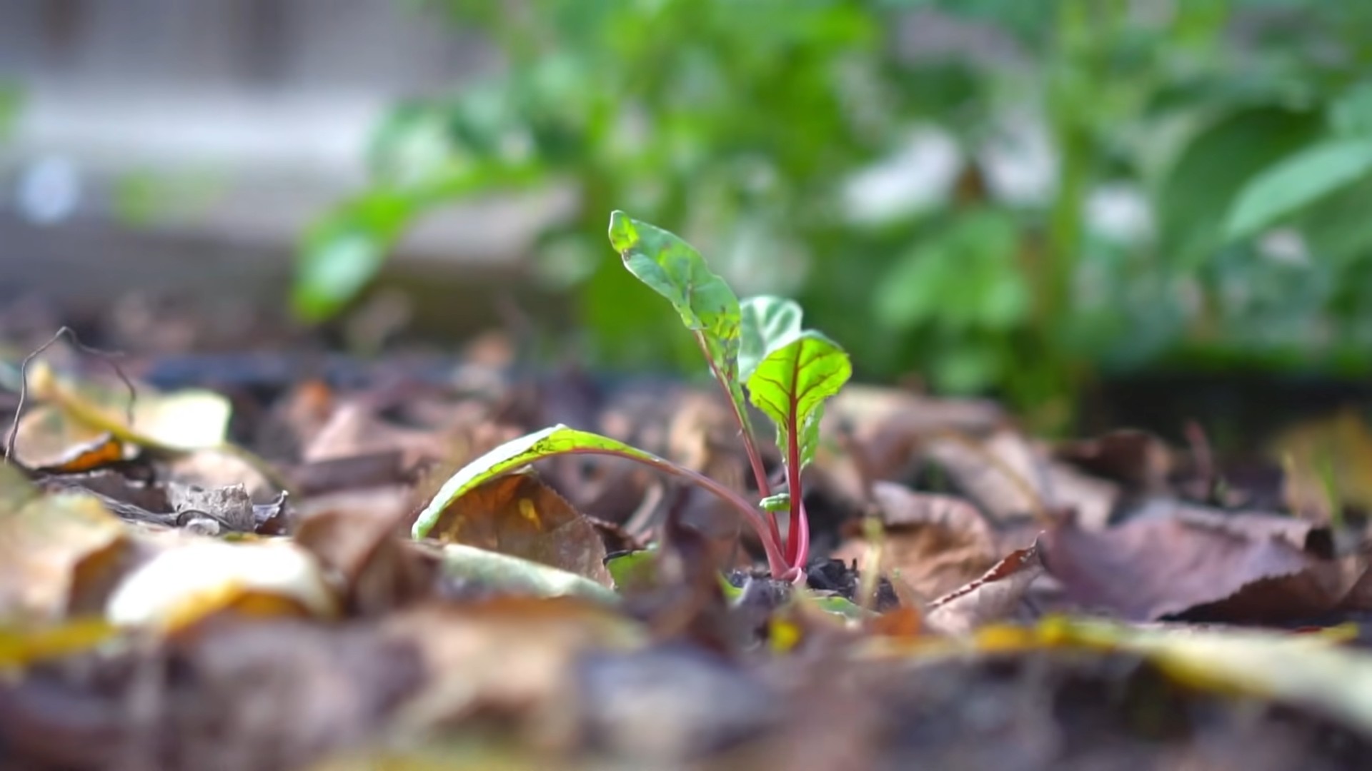 Grow Swiss Chard Easily