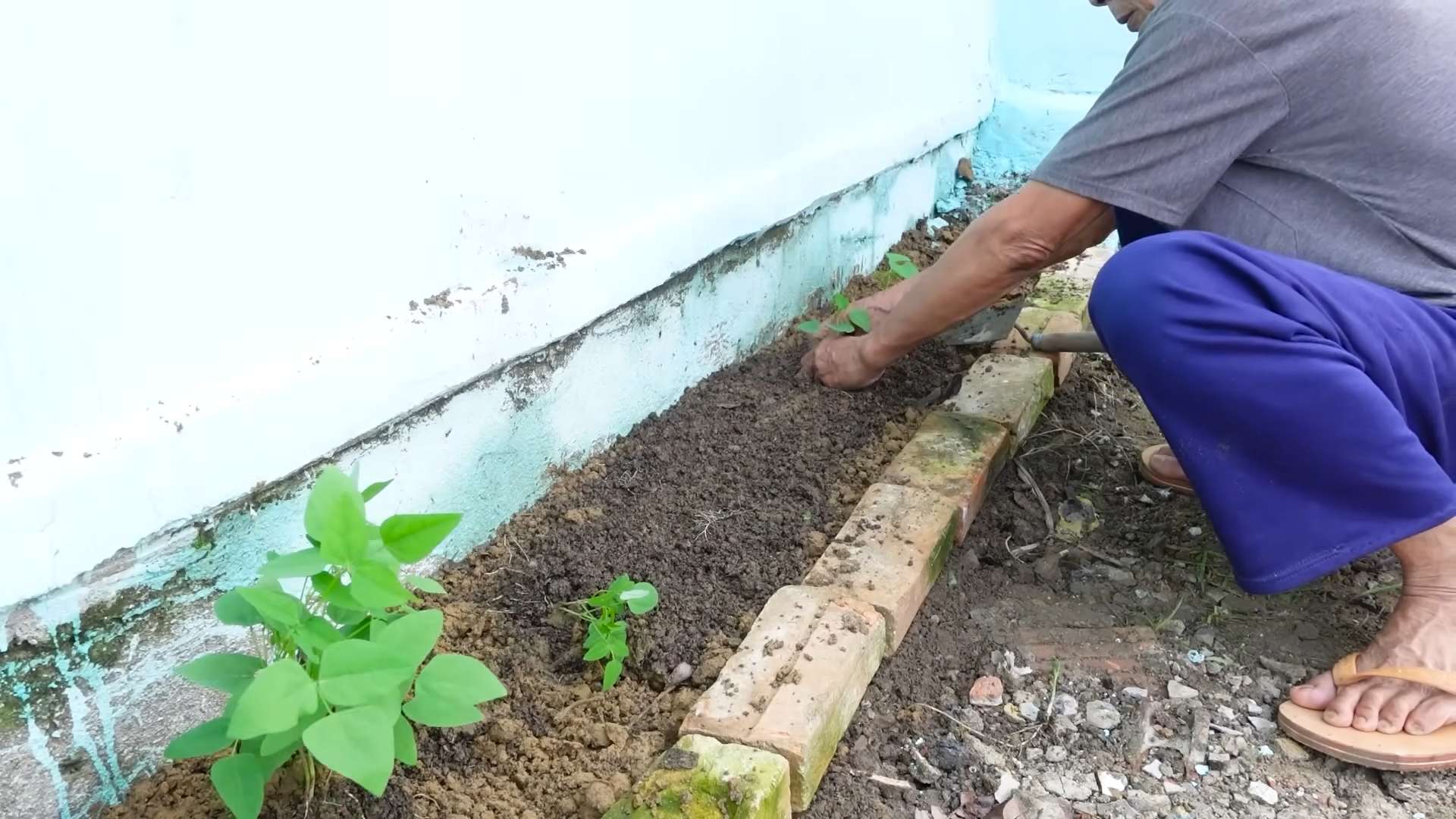 Grow Winged Beans at Home