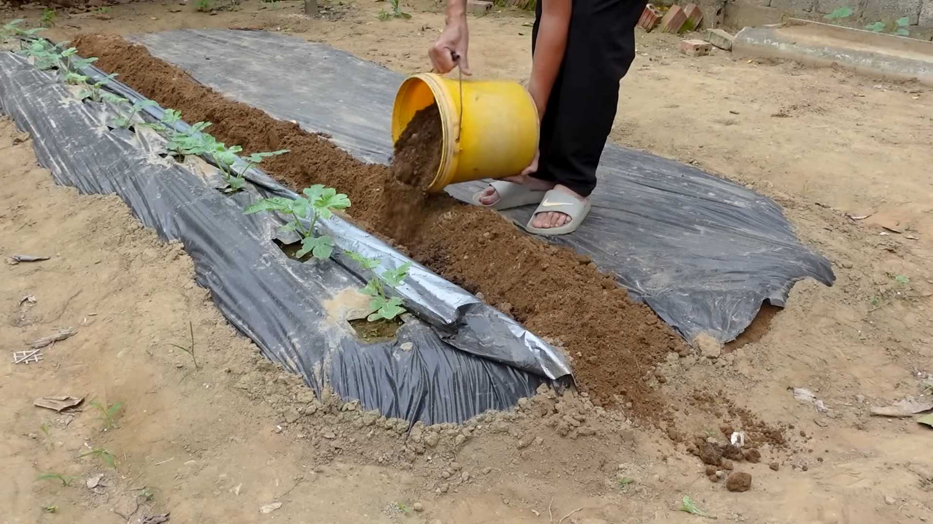 Grow Backyard Watermelons