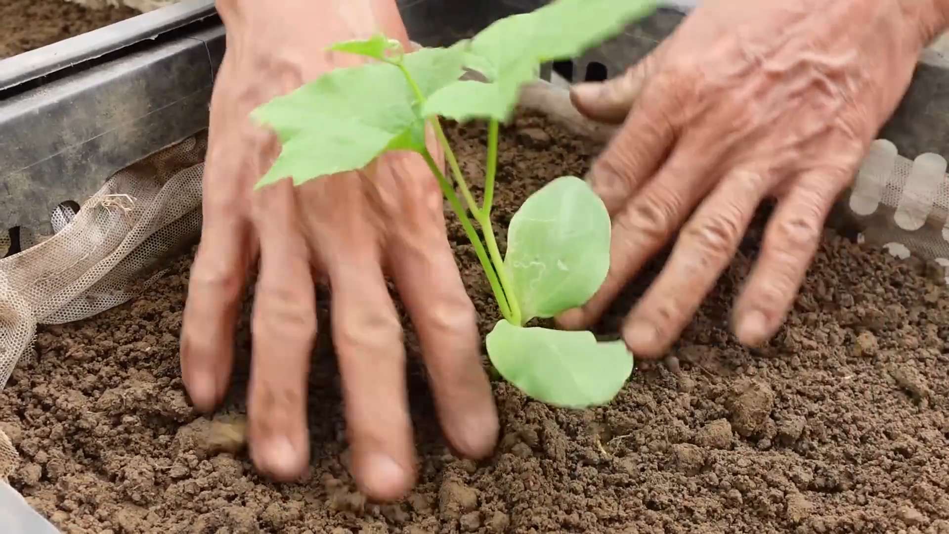 Angled Luffa Planting Beginners