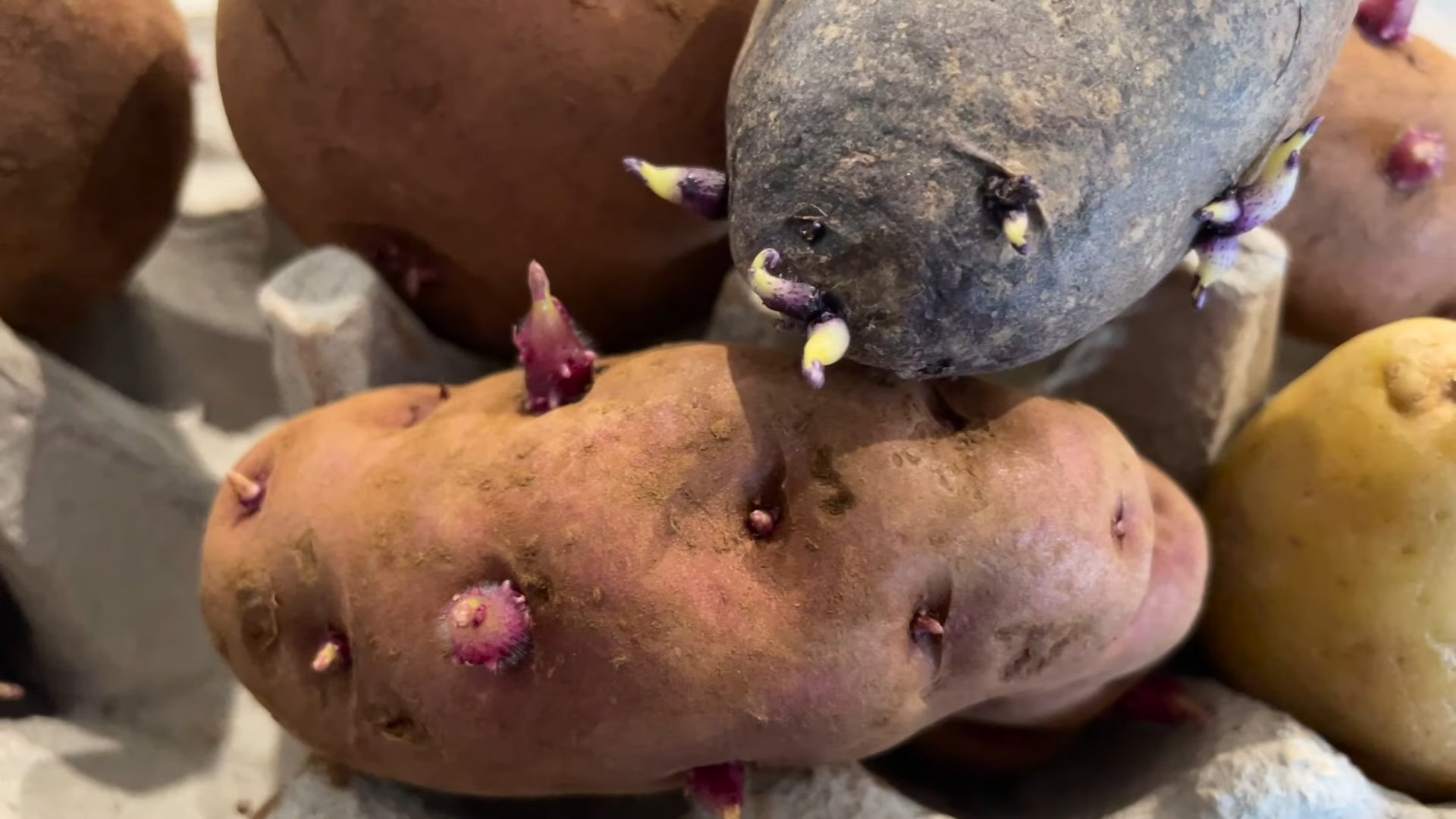Potato gardening shortcuts