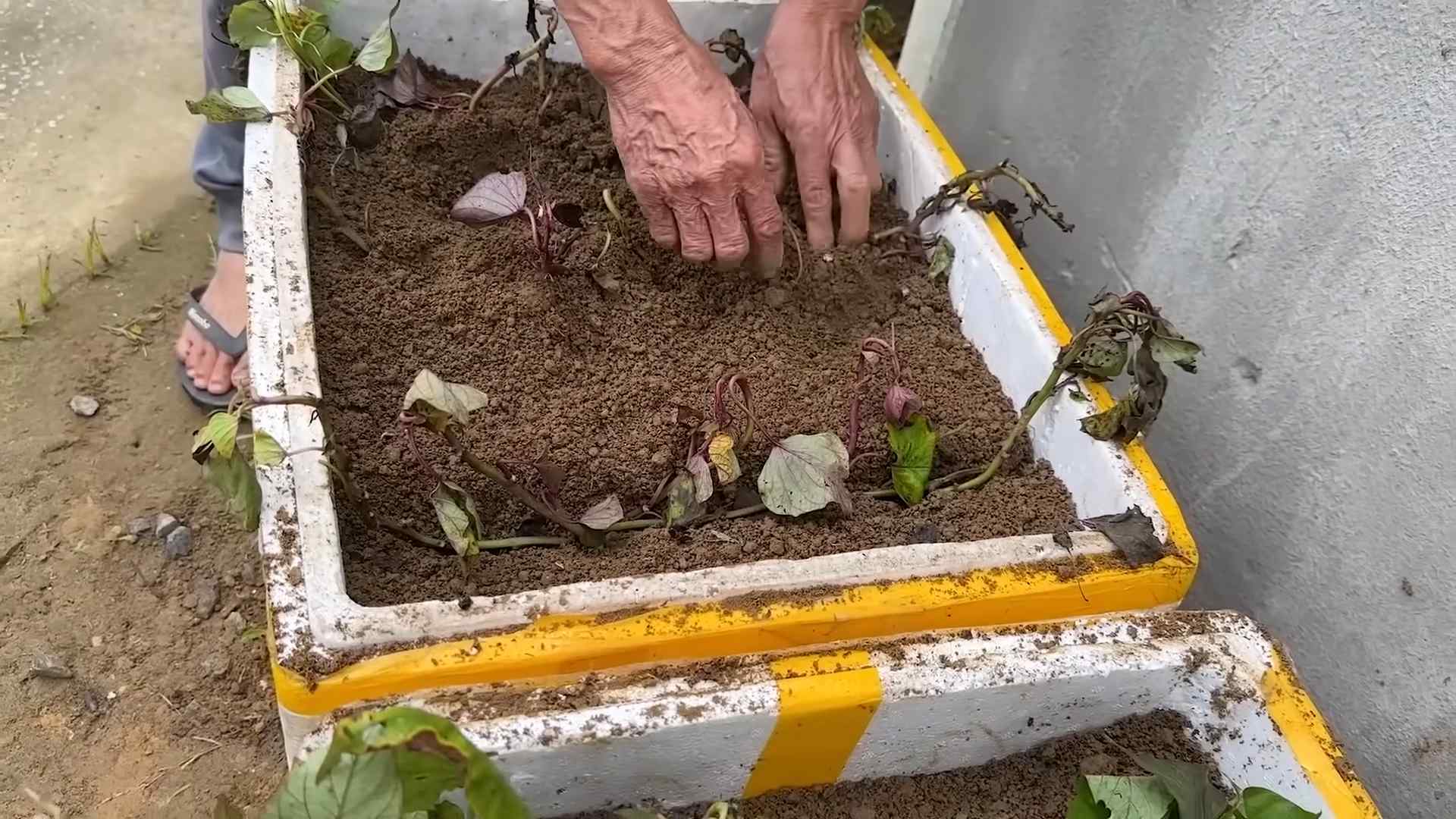 Sweet Potato Gardening Guide