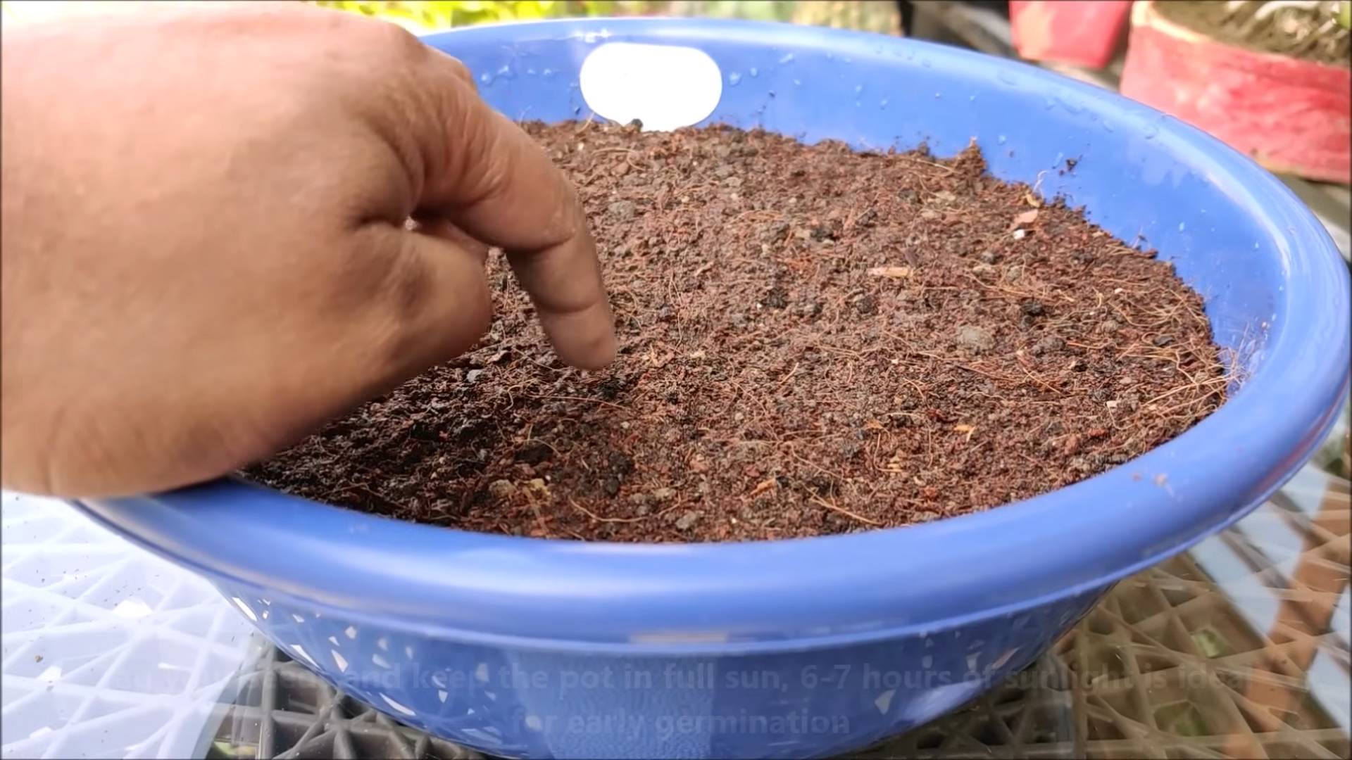 Harvest Broccoli at Home
